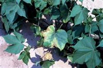 پژمردگی آوندی فوزاریومی